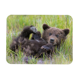 Cutest Baby Animals   Baby Brown Bear Cub Magnet