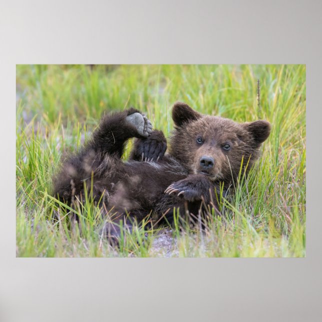 Cutest Baby Animals | Baby Brown Bear Cub Poster (Front)