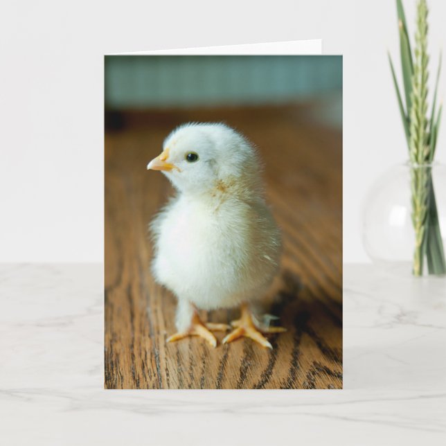 Cutest Baby Animals | Baby Chick Card (Front)