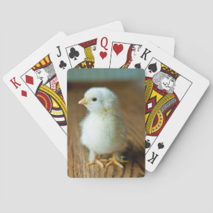 Cutest Baby Animals   Baby Chick Playing Cards