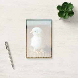 Cutest Baby Animals Baby Chick Post-it Notes