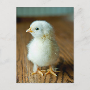 Cutest Baby Animals   Baby Chick Postcard
