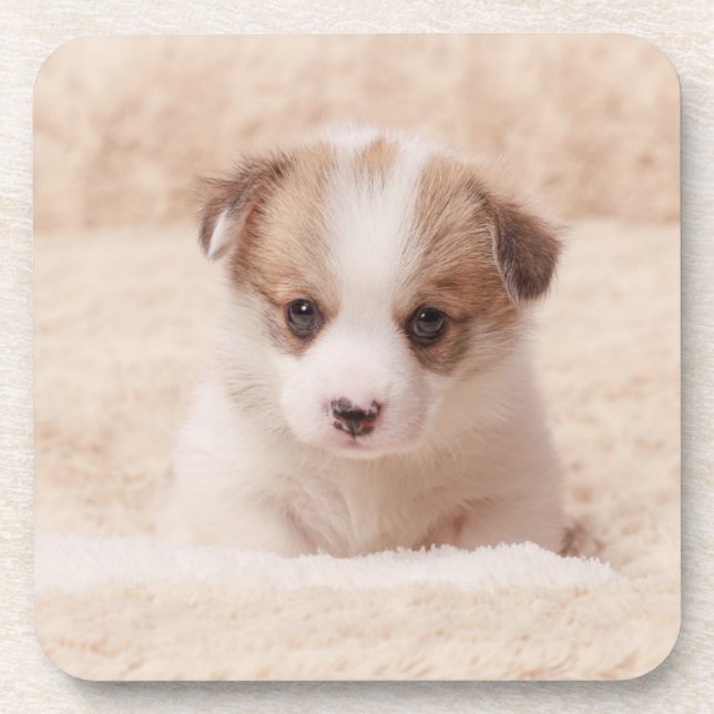 Cutest Baby Animals | Baby Corgi Coaster (Front)
