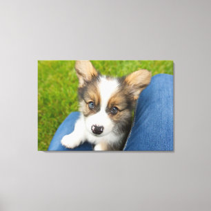 Cutest Baby Animals Baby Corgi in My Lap Canvas Print
