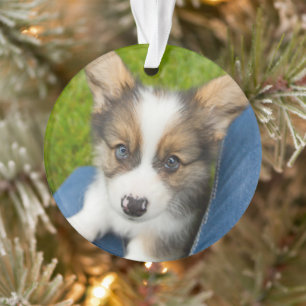 Cutest Baby Animals   Baby Corgi in My Lap Ornament