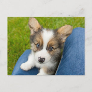 Cutest Baby Animals   Baby Corgi in My Lap Postcard