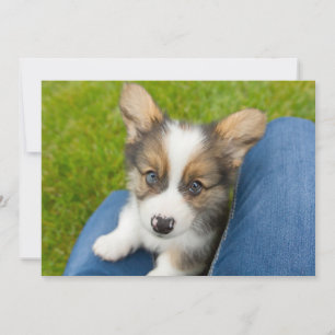 Cutest Baby Animals   Baby Corgi in My Lap Thank You Card