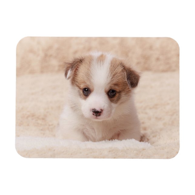 Cutest Baby Animals | Baby Corgi Magnet (Horizontal)