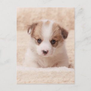 Cutest Baby Animals   Baby Corgi Postcard