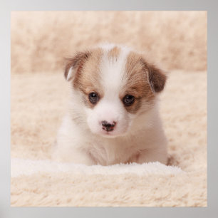 Cutest Baby Animals Baby Corgi Poster