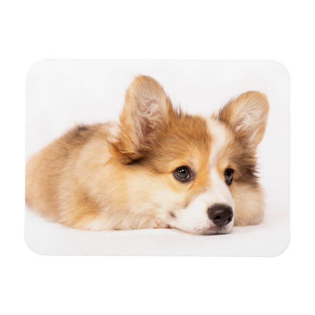 Cutest Baby Animals | Baby Corgi Puppy Portrait Magnet (Horizontal)