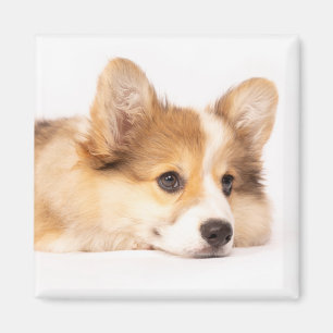 Cutest Baby Animals Baby Corgi Puppy Portrait Magnet