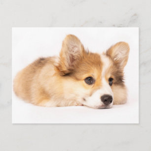 Cutest Baby Animals   Baby Corgi Puppy Portrait Postcard