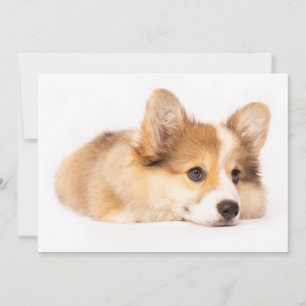 Cutest Baby Animals Baby Corgi Puppy Portrait Thank You Card
