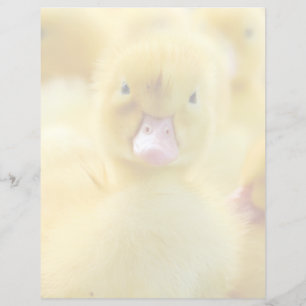 Cutest Baby Animals Baby Duck Group