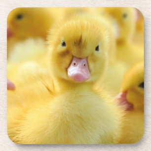 Cutest Baby Animals   Baby Duck Group Coaster