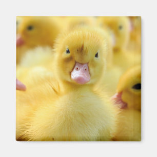 Cutest Baby Animals   Baby Duck Group Magnet