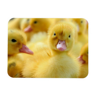 Cutest Baby Animals   Baby Duck Group Magnet