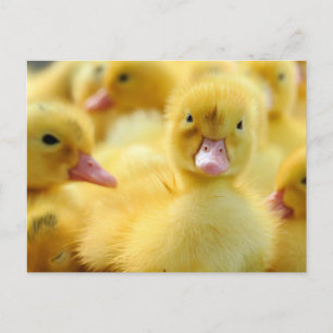 Cutest Baby Animals   Baby Duck Group Postcard