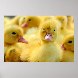 Cutest Baby Animals   Baby Duck Group Poster