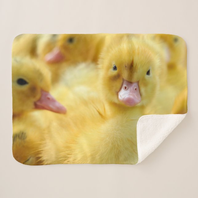 Cutest Baby Animals | Baby Duck Group Sherpa Blanket (Front (Horizontal))