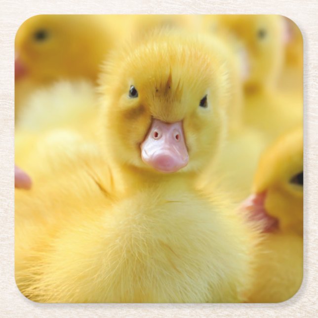 Cutest Baby Animals | Baby Duck Group Square Paper Coaster (Front)