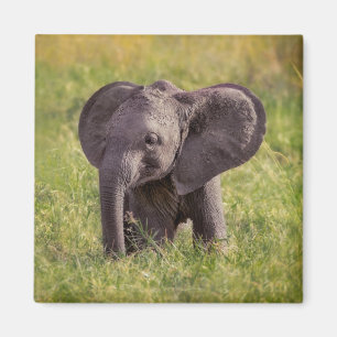 Cutest Baby Animals Baby Elephant Kenya Africa Magnet