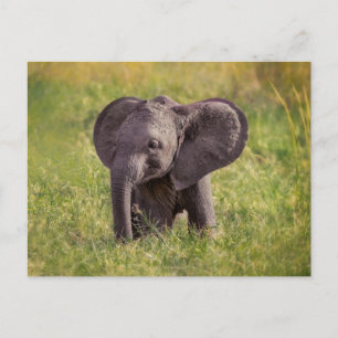 Cutest Baby Animals   Baby Elephant Kenya Africa Postcard