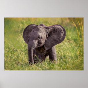 Cutest Baby Animals   Baby Elephant Kenya Africa Poster