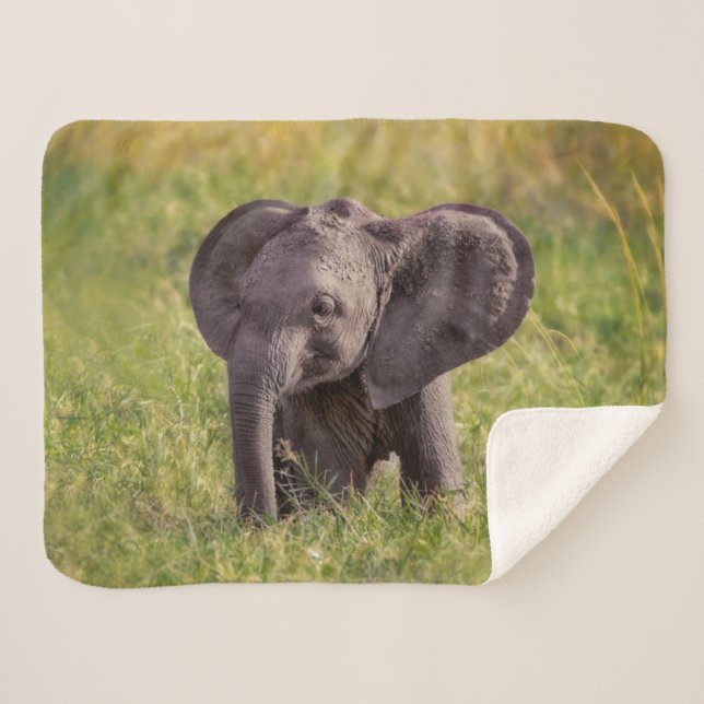Cutest Baby Animals | Baby Elephant Kenya Africa Sherpa Blanket (Front (Horizontal))