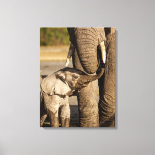 Cutest Baby Animals Baby Elephant & Mama Canvas Print