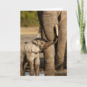 Cutest Baby Animals Baby Elephant & Mama Card