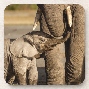 Cutest Baby Animals   Baby Elephant & Mama Coaster