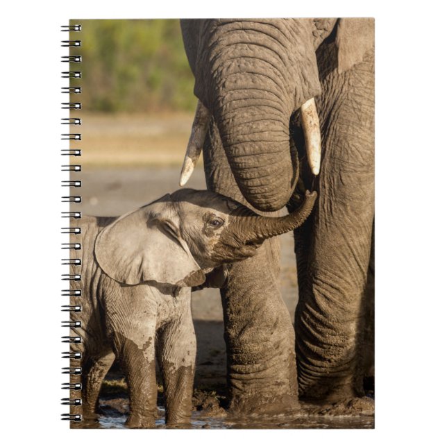 Cutest Baby Animals | Baby Elephant & Mama Notebook (Front)