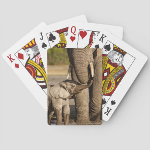 Cutest Baby Animals Baby Elephant & Mama Playing Cards