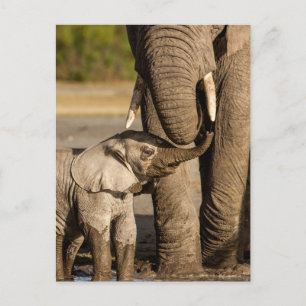 Cutest Baby Animals   Baby Elephant & Mama Postcard