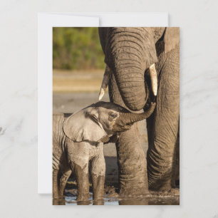 Cutest Baby Animals Baby Elephant & Mama Thank You Card