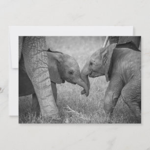 Cutest Baby Animals   Baby Elephants Greeting Thank You Card