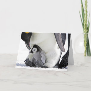 Cutest Baby Animals Baby Emperor Penguin Card