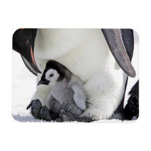 Cutest Baby Animals Baby Emperor Penguin Magnet