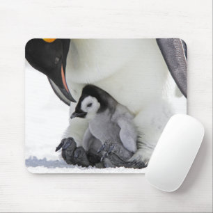 Cutest Baby Animals   Baby Emperor Penguin Mouse Pad