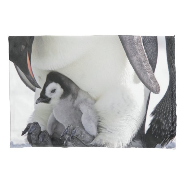 Cutest Baby Animals | Baby Emperor Penguin Pillowcase (Front)