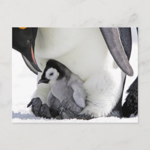 Cutest Baby Animals   Baby Emperor Penguin Postcard