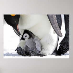 Cutest Baby Animals   Baby Emperor Penguin Poster