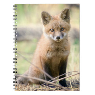 Cutest Baby Animals   Baby Fox Notebook