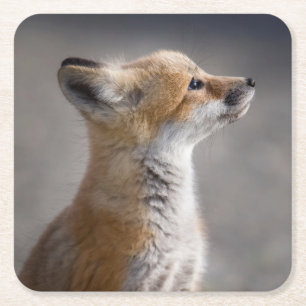 Cutest Baby Animals Baby Fox Portrait Square Paper Coaster