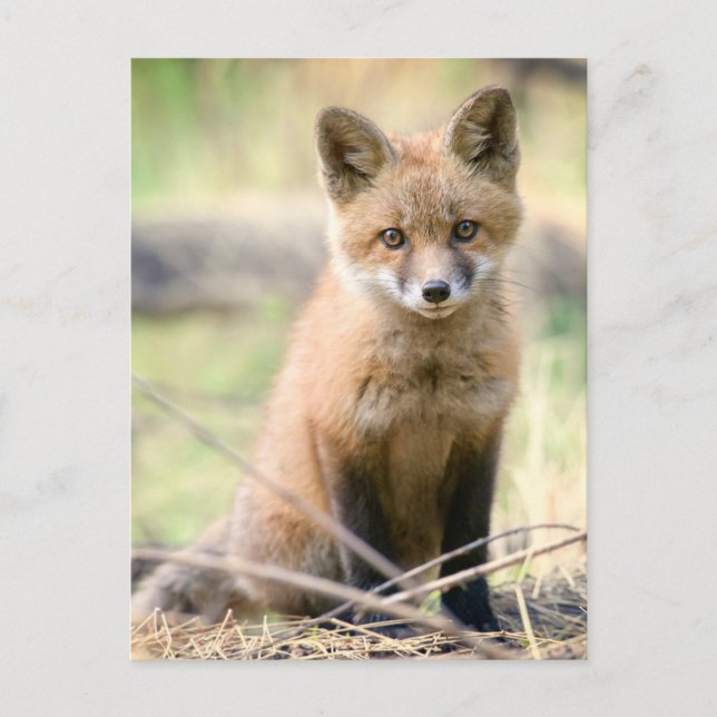 Cutest Baby Animals | Baby Fox Postcard (Front)