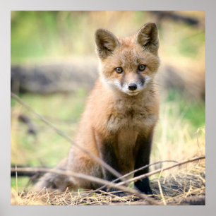 Cutest Baby Animals   Baby Fox Poster