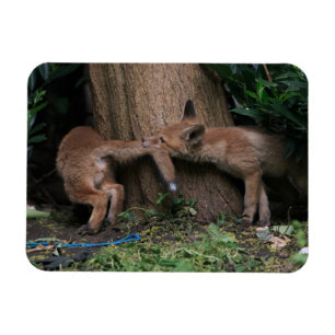 Cutest Baby Animals Baby Foxes Playing Magnet