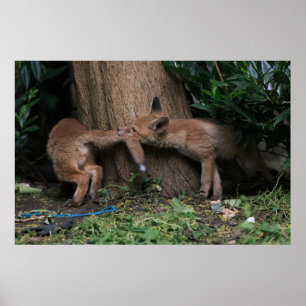 Cutest Baby Animals Baby Foxes Playing Poster